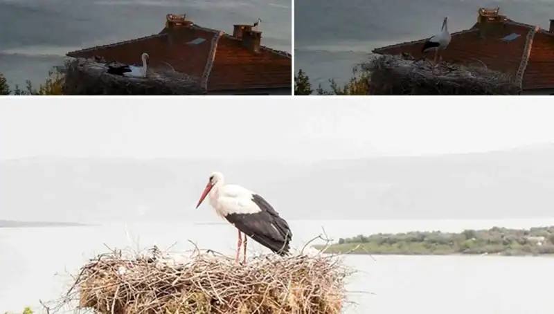 Yaren Leylek, Depremin Gelip Çattığını Hissedip Uçtu!