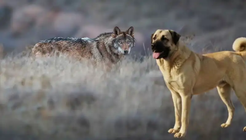 Kangal Köpeği: Kurt Sayısındaki Artışın Beklenmedik Sonucu