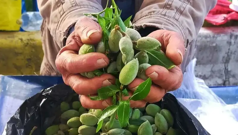 Bahar Tezgahlarında Fiyat Alarmı: Bu Yıl Kilosu 250 TL!