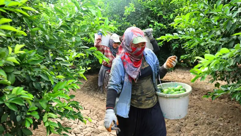 Market Fiyatlarında Şok: Kilosu 150 Liranın Üstüne Çıkan Ürünler Fiyatını Düşürecek Hasat Başladı