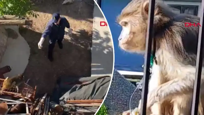 Muğla'da Eğlenceli Bir Macera: Mahalleliyi Kovalayan Maymunun Hikayesi