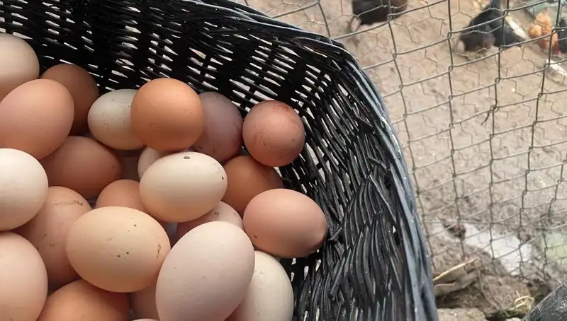 Okullarda Ucuz Protein Dönemi: Mayıs Çukuru'ndan Kurtulmanın Yolu