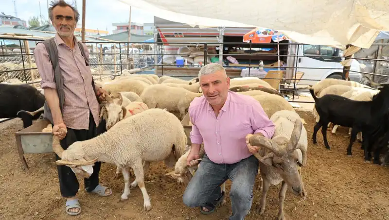Kurban Pazarı Ne Olacak? Dört Boynuzlu Koçlar Büyük İlgi Görüyor!