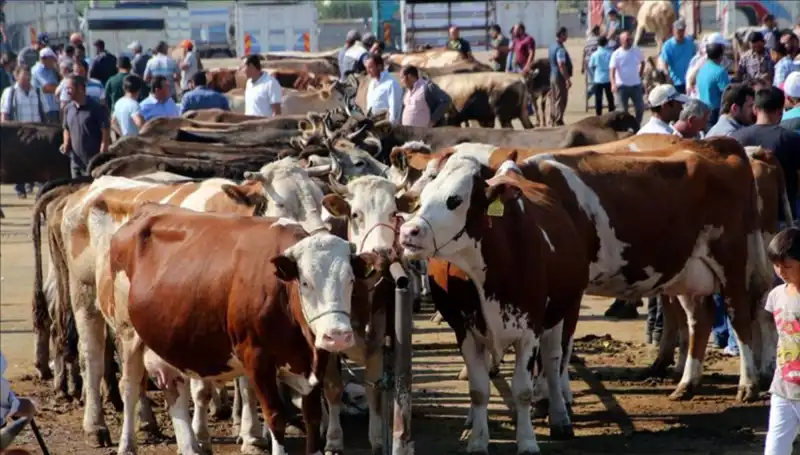 2025 Kurbanlık Fiyatları: Hangi İlçe, Hangi Fiyattan Satışta?