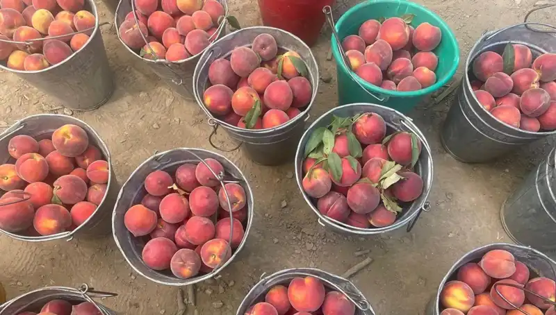 Çiftçilerin Yüzünü Güldüren Fiyatlar: Hasat Sezonu Coşkuyla Başladı