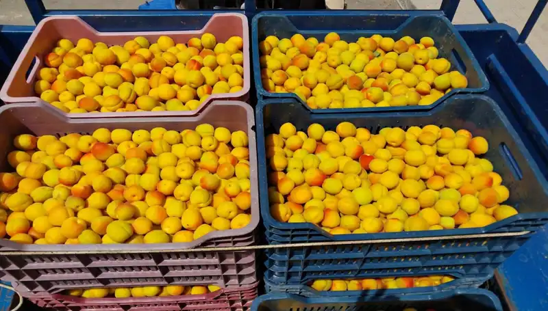 İlk Hasat Heyecanı: Çiftçiler 500 TL ile Pazar Serinliğinde Alıcı Buldu