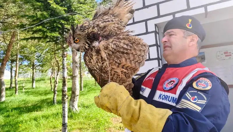 Dikenli Tellere Takılan Puhu, Şimdi Sağlığına Kavuşuyor!