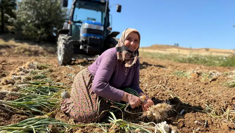 Selenyum Hazinesi: Günlük 1200 Lira Kazandıran Tarım Mucizesi