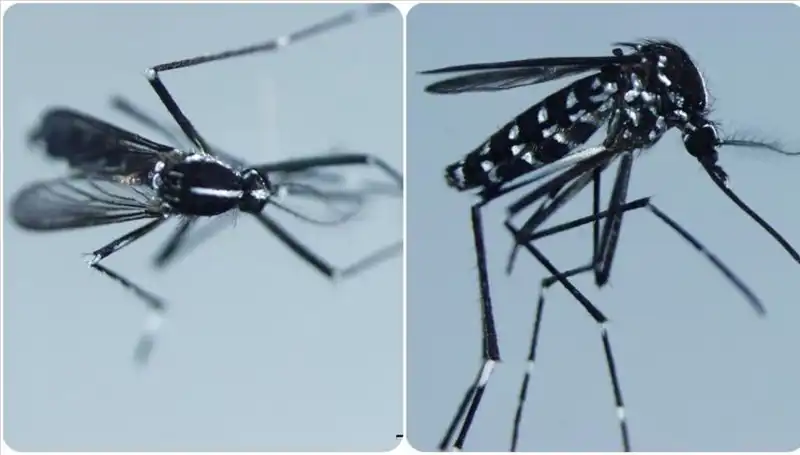 Chikungunya Virüsü Hakkında Bilmeniz Gerekenler ve Belirtileri