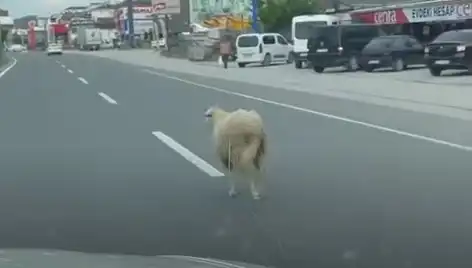 Yalova'da Kaçan Kurbanlıklar Trafiği Kilitledi: Sıradışı Anlar!