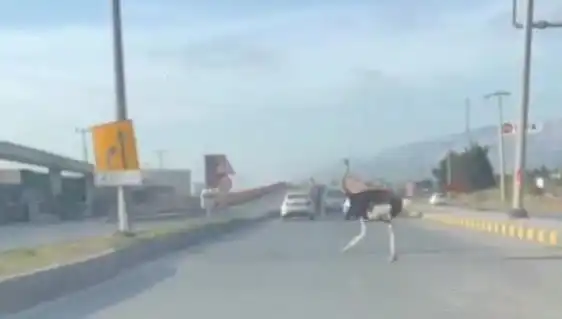 Hatay'da Şaşkınlık Yaratan Deve Kuşu Trafiği Durma Noktasına Getirdi!