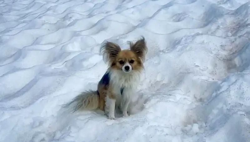 Buzul Yarığında Yaşanan Kahramanlık: Köpeği Adamı Kurtardı!