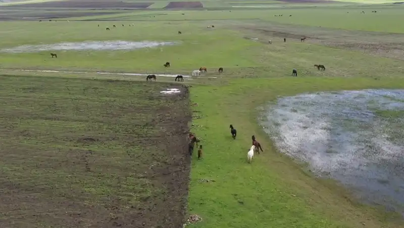 Kars’ın İhtişamlı Doğasında Yılkı Atlarıyla Büyüleyici Anlar
