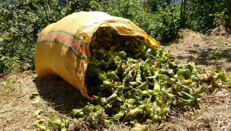 Giresun'da Fındık Hasadı Başladı: Tarımın Nabzı Burada Atıyor