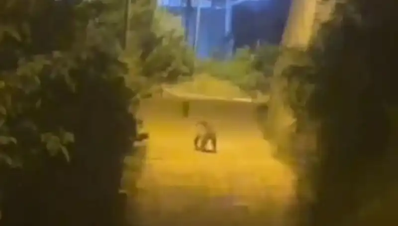 Gümüşhane'de Şehir Merkezine İnen Ayı Şaşkınlık Yarattı