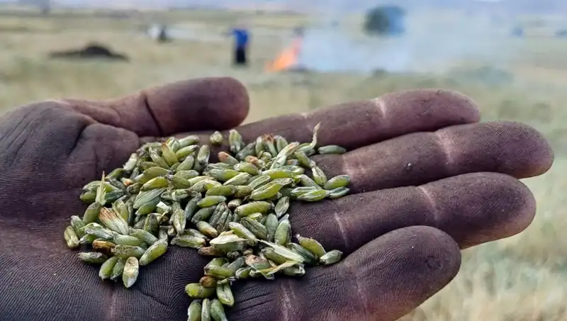 Firik Sezonu Geldi: Lezzetiyle Sofraları Şenlendiriyor!