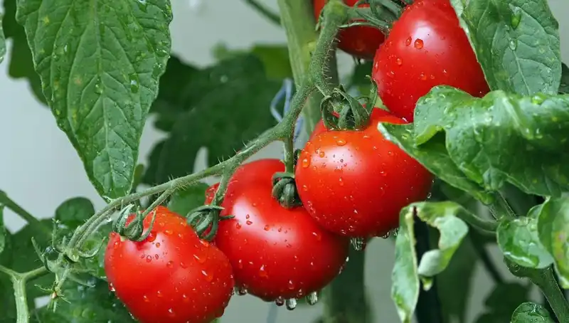 Domatesler, Geçmişe Yolculuk Yaparak İnsanlara Yeni Umut Sunuyor