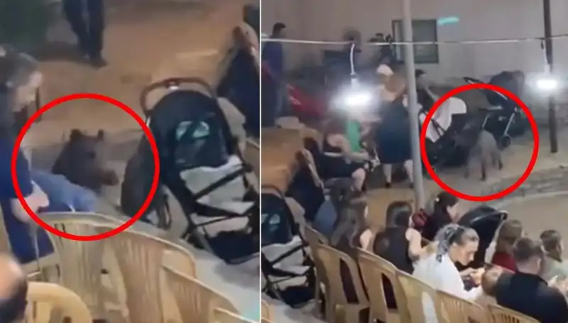 Yaban Domuzunun Düğün Müziklerine Daldığı Anlar Sosyal Medya'da Fenomen Oldu