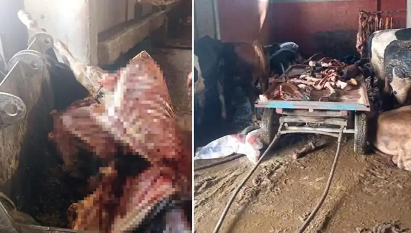 Adana'da Tarihi At Eti Operasyonu: 2,5 Ton Ele Geçirildi!